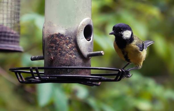 istock Great Tit Songbird 1031548958