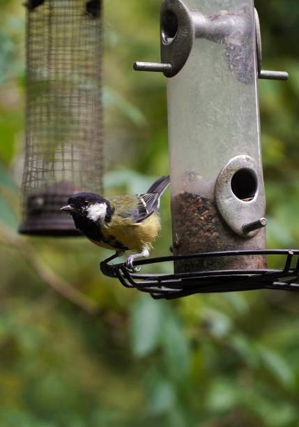 istock Great Tit Songbird 1031551124