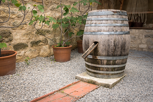 Old wine barrel used as water butt in a garden