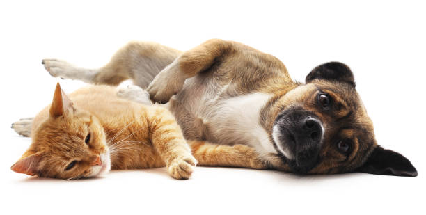 kätzchen und welpen. - cute animal purebred dog brown stock-fotos und bilder