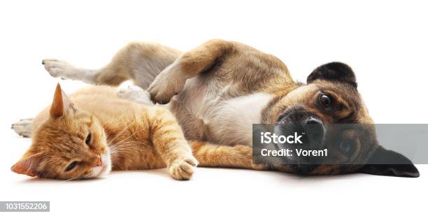 Kätzchen Und Welpen Stockfoto und mehr Bilder von Hund - Hund, Hauskatze, Weißer Hintergrund
