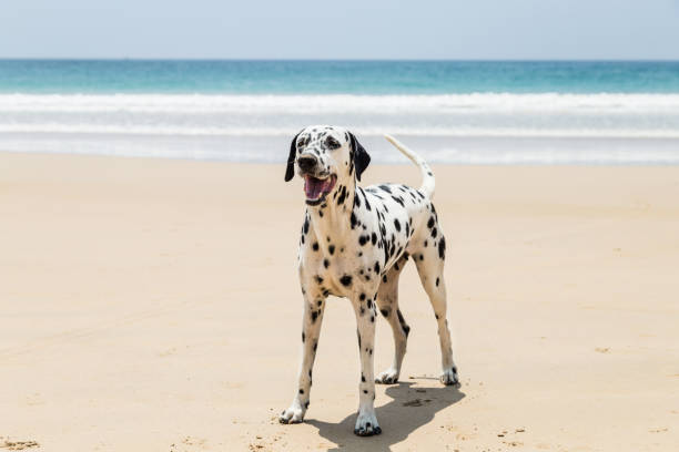 Happy Dalmatian dog playing on the beach