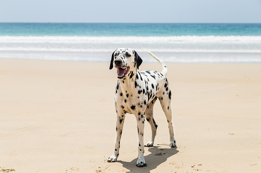 Dalmatian dog playing on the beach