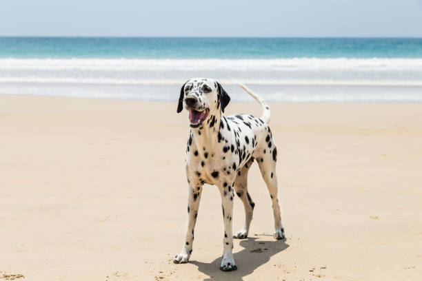 glad dalmatiska hund leker på stranden - dalmatiner bildbanksfoton och bilder