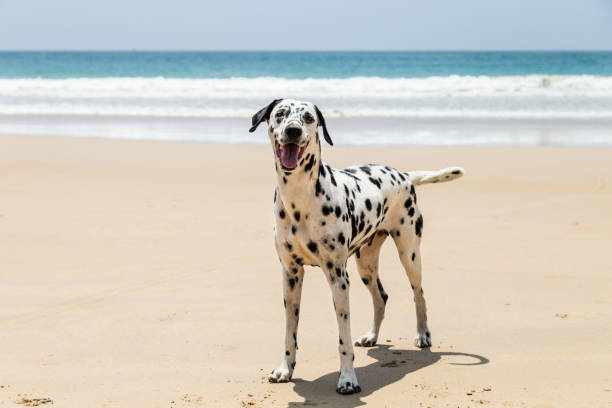 istock Happy Dalmatian dog playing on the beach 1031556608