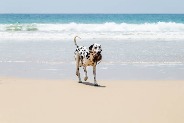 istock Happy Dalmatian dog playing on the beach 1031556628