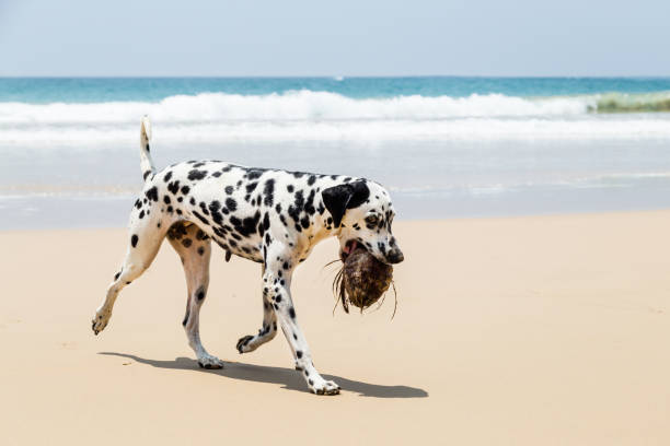 istock Happy Dalmatian dog playing on the beach 1031556630