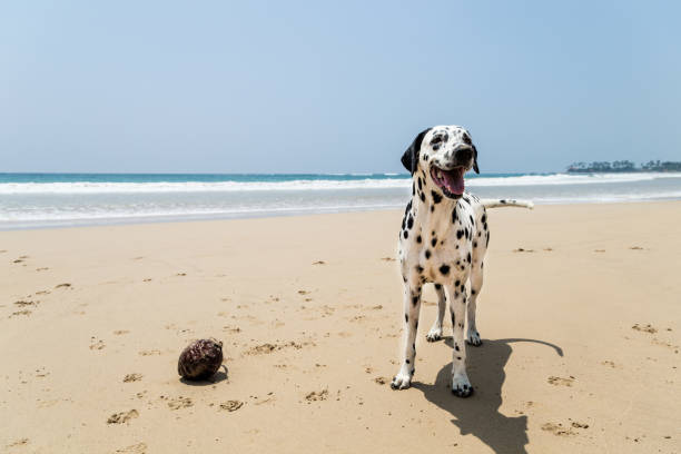 istock Happy Dalmatian dog playing on the beach 1031556644