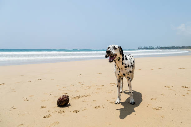 istock Happy Dalmatian dog playing on the beach 1031556674