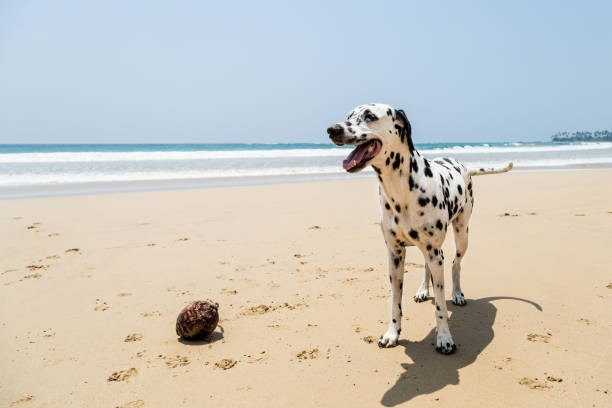 istock Happy Dalmatian dog playing on the beach 1031556696