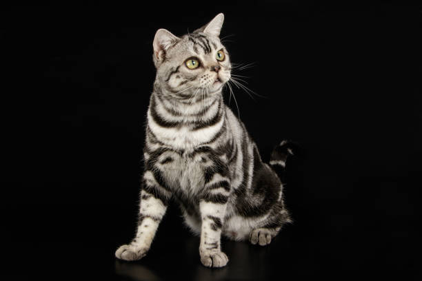 istock American shorthair cat on colored backgrounds 1031556748