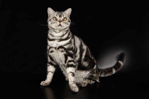 istock American shorthair cat on colored backgrounds 1031556766