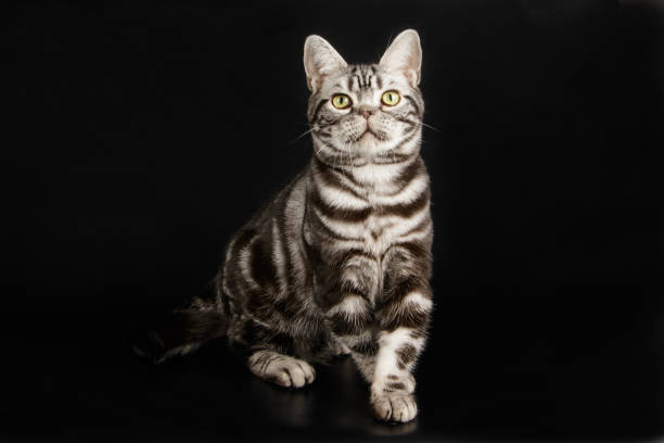 istock American shorthair cat on colored backgrounds 1031556776