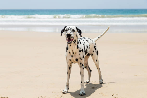 istock Happy Dalmatian dog playing on the beach 1031556808