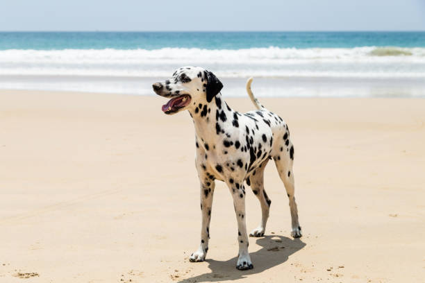 istock Happy Dalmatian dog playing on the beach 1031556814