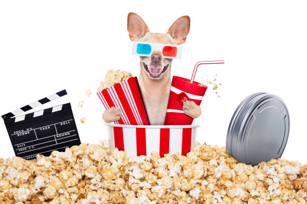 dog to the movies - podenco imagens e fotografias de stock