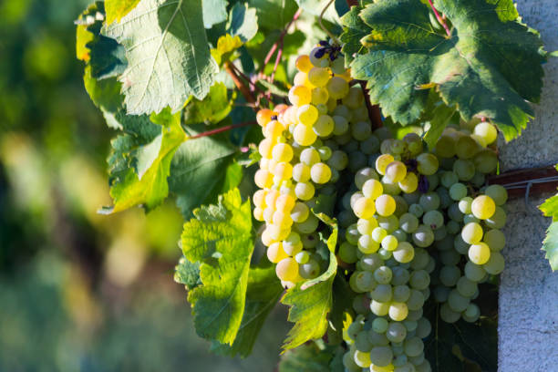 istock grapes yellow and green leaves fresh in vineyard 1031560578