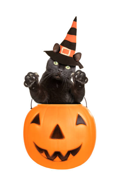 istock Black Cat in Witch Hat Jumping out of Pumpkin 1031560788