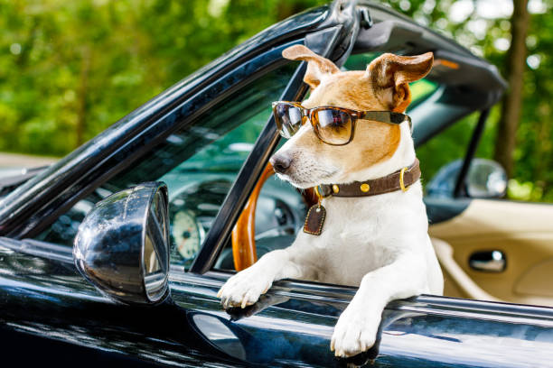istock dog drivers license  driving a car 1031561114