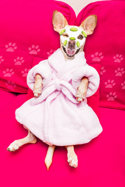 istock wellness beauty mask  spa  dog 1031563462