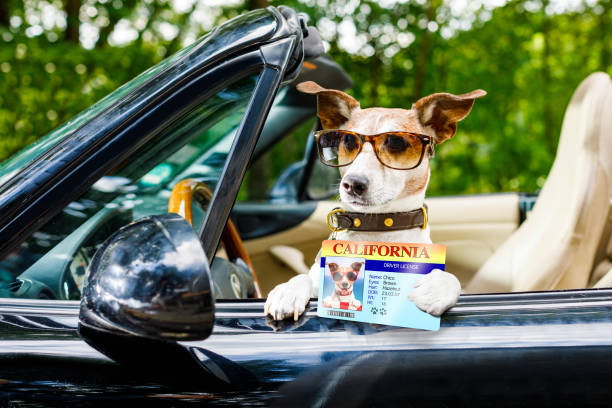 DOG Joke Funny Caterpillar Puppy K9 Cat Work Vehicle License Plate Auto Car Tag - Foto 6