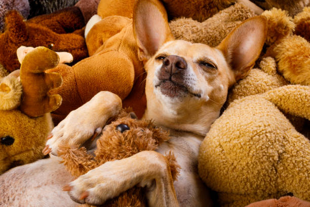 istock cozy  dog in bed with teddy bears 1031563632