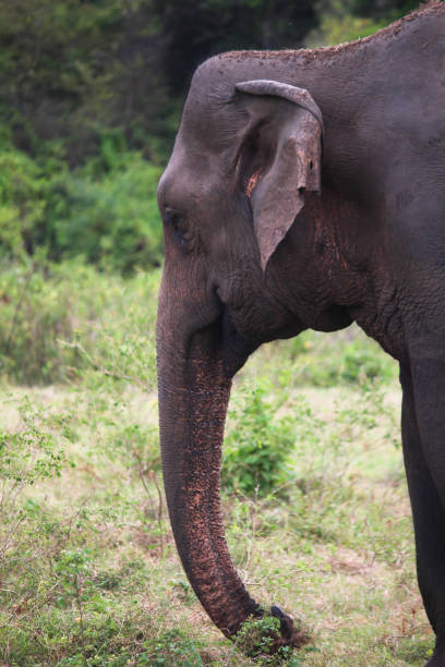 istock Asian Elephant - Sigiria, Sri Lanka 1031564394