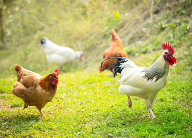 Free Range Chickens and Rooster Running stock photo