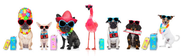 istock row of dogs on summer vacation 1031566850
