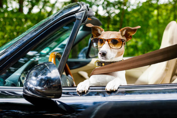 What Is A Dog License In Golf what-is-a-dog-license-in-golf