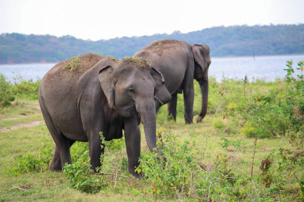 istock Asian Elephant mud bath, Sigiriya - Sri Lanka 1031567412