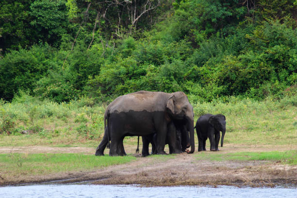 istock Asian Elephant Family, Ella - Sri Lanka 1031567482