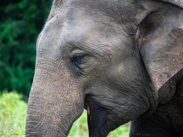 istock Asian Elephant - Sigiria, Sri Lanka 1031567554