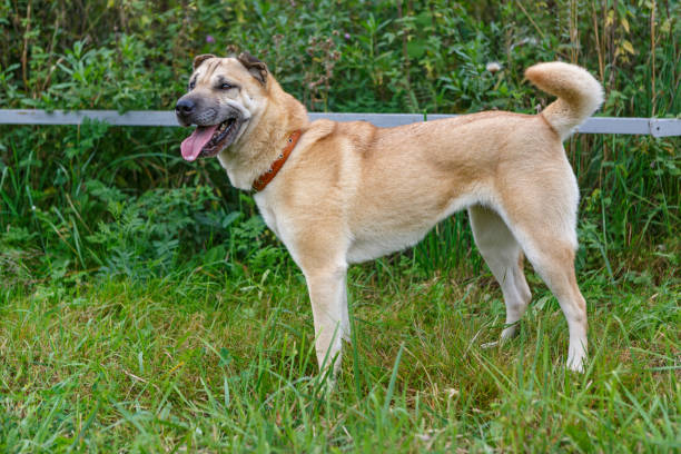 istock Dog stands on the grass 1031567596