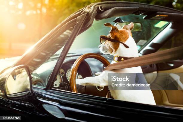 Patente Di Guida Per Cani Alla Guida Di Unauto - Fotografie stock e altre immagini di Cane - Cane, Automobile, Guidare