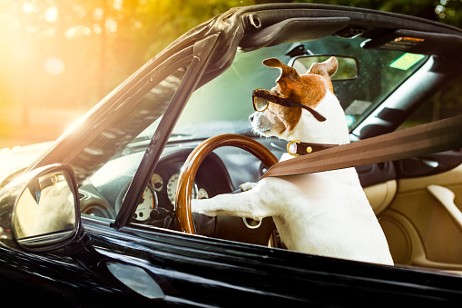jack russell dog in a car close to the steering wheel, ready to drive fast and save , with seat belt fastened
