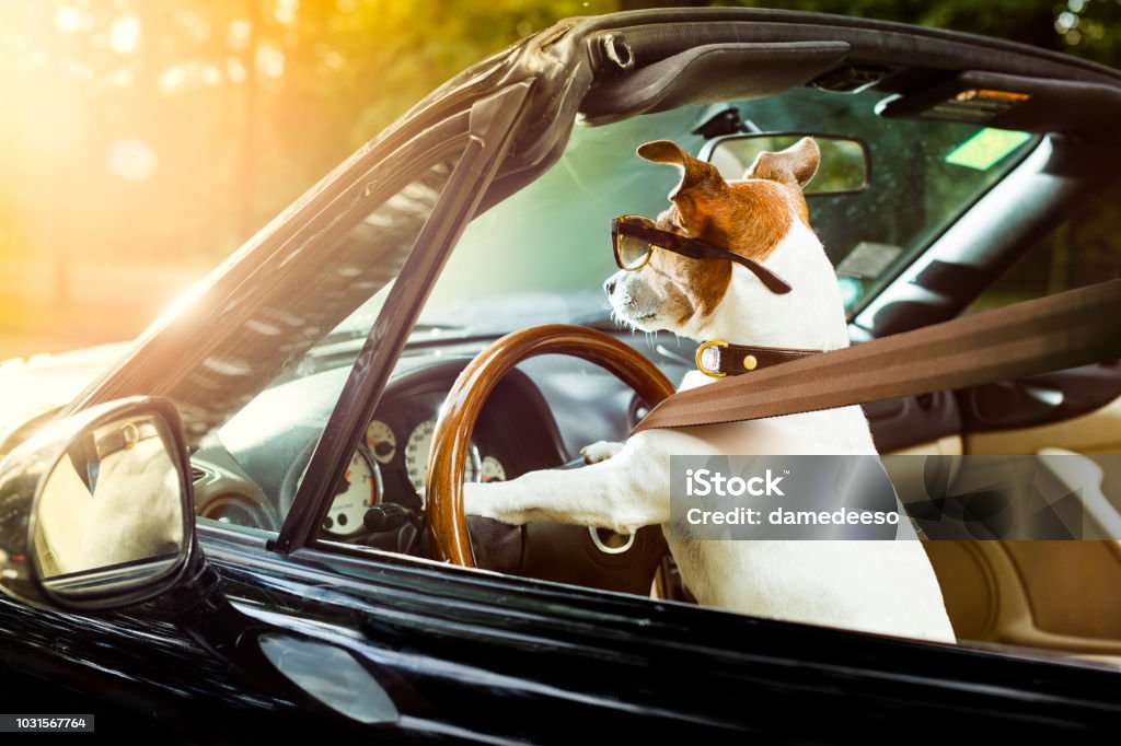 dog drivers license  driving a car jack russell dog in a car close to the steering wheel, ready to drive fast and save , with seat belt fastened Dog Stock Photo