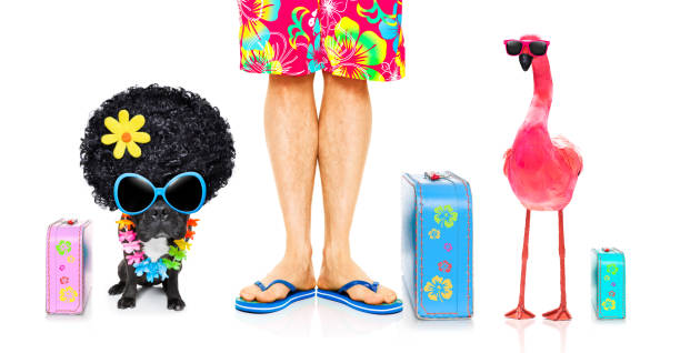 istock dog and owner on summer vacation 1031567816