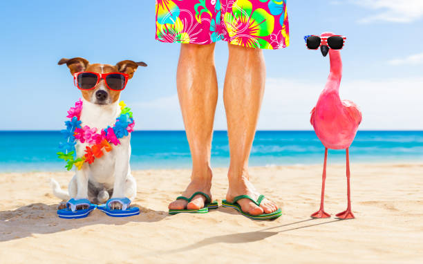 istock dog and owner on summer vacation 1031570148