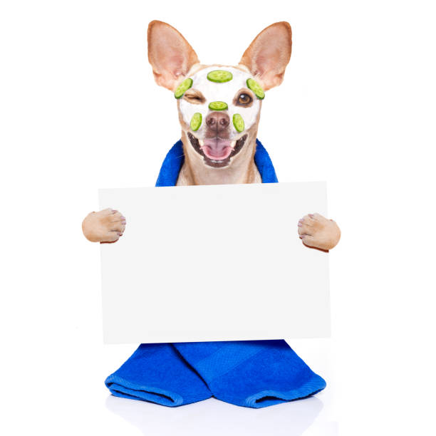 istock wellness beauty mask  spa  dog 1031570174