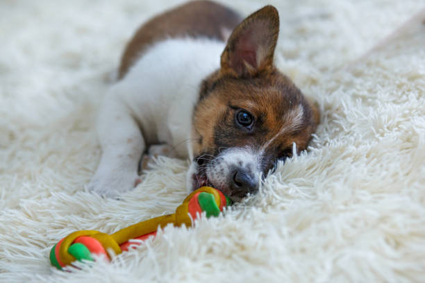 istock Small puppy on  fur blanket 1031570200