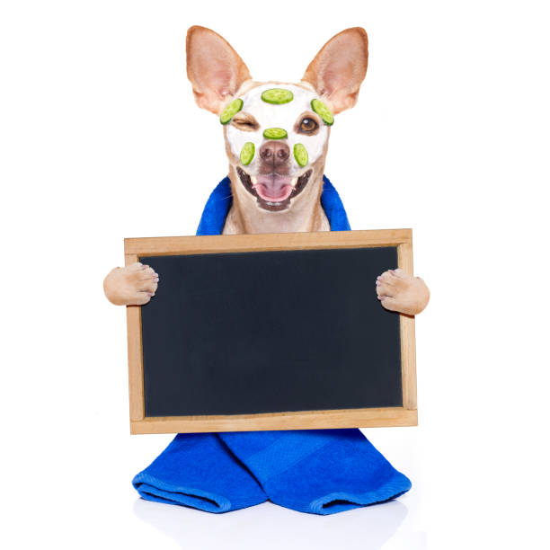 istock wellness beauty mask  spa  dog 1031570206