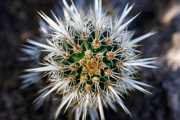 istock Closeup view of head on a Creeping Devil cactus. Needles form a unique, symmetrical pattern. 1031575850