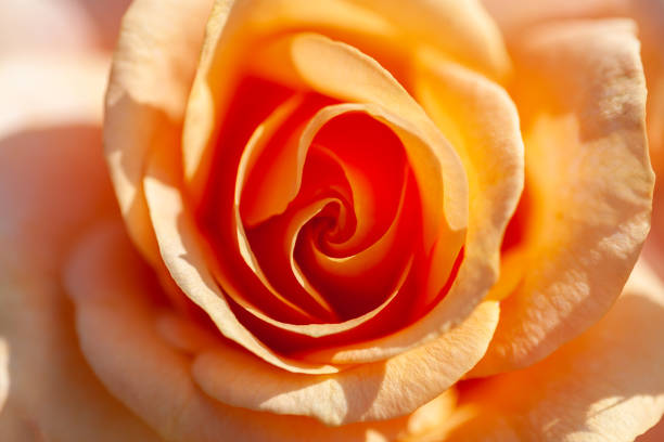 Close up from a wild rose in a garden