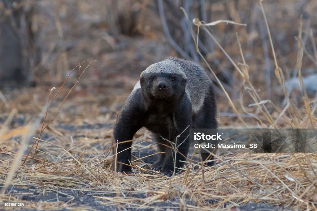 Honey Badger Honey Badger looking. Etosha National Park, Namibia. Badger Stock Photo