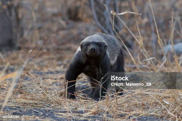 Honey Badger Stock Photo - Download Image Now - Badger, Honey, Africa
