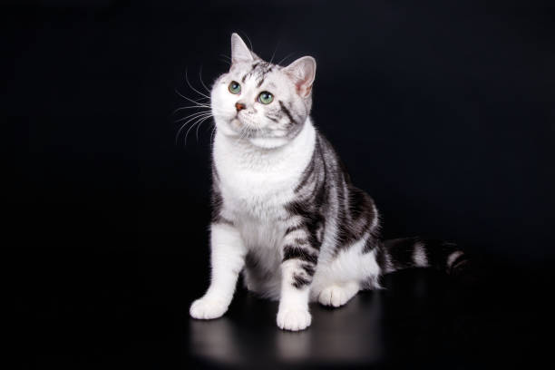 istock American shorthair cat on colored backgrounds 1031587446
