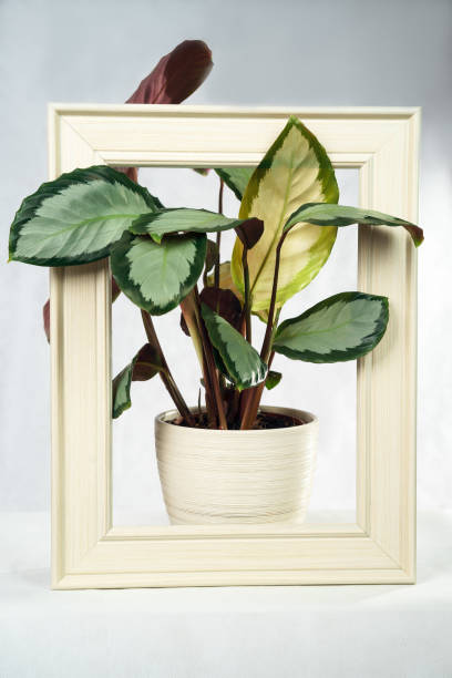 istock Creative layout made with calathea colorful green leaf and cream color frame on gray background. Calathea Maranta, Prayer plant. Tropical foliage. 1031587916