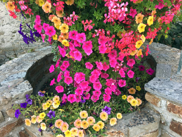 istock Flowering planter composed of petunias and falling geranium 1031589834