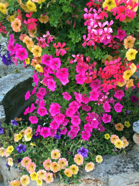 istock Flowering planter composed of petunias and falling geranium 1031589968